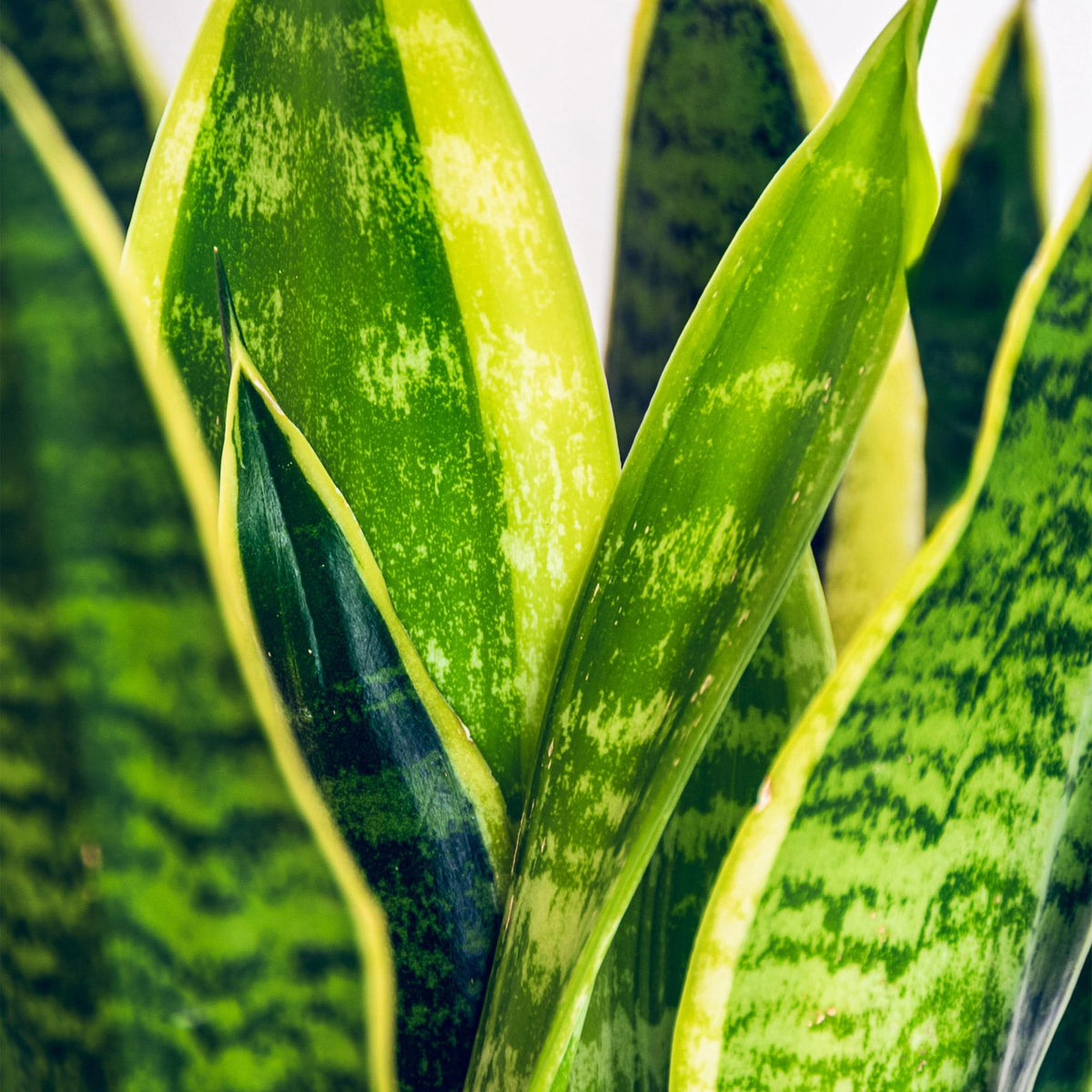 Everspring Sansevieria Laurentii, pflegeleichte Grün-Gelbe Schwiegermutterzunge im Korb, Höhe 60-70cm, Zimmerpflanze