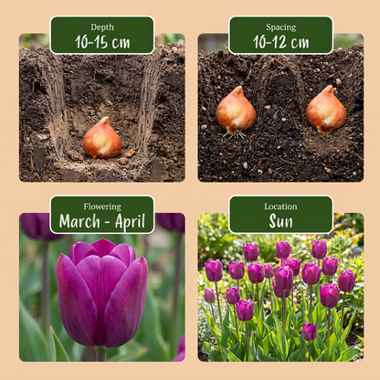 Triumph-Tulpe Violett – Tulipa online kaufen | 30 bis 120 Blumenzwiebeln, standfest &amp; langstielig – Wurzelwerk Design