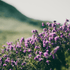 6x Thymus praecox &