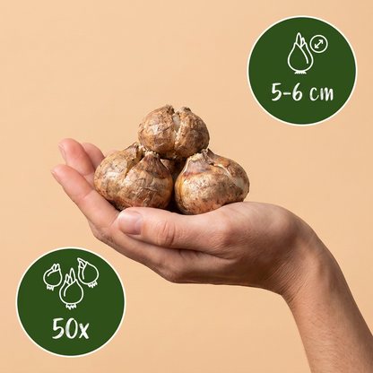 Großes Schneeglöckchen – Galanthus elwesii online kaufen | 50 bis 200 Blumenzwiebeln, sehr früh &amp; verwildernd – Wurzelwerk Design