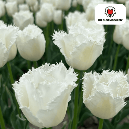 Tulpenzwiebeln Honeymoon | 20er - Pack | Weiß gefüllt - Wurzelwerk Design