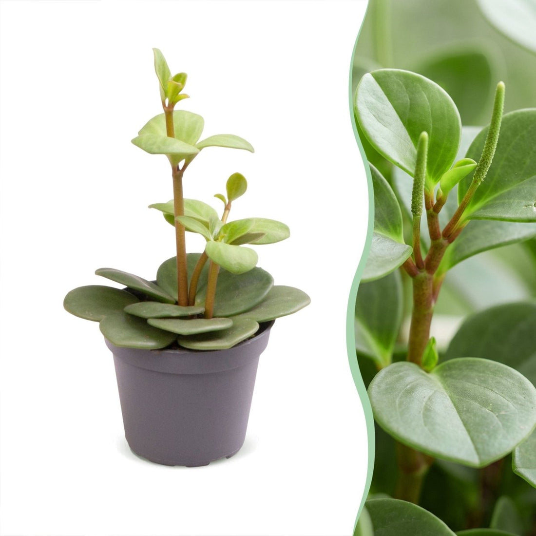 Peperomia &