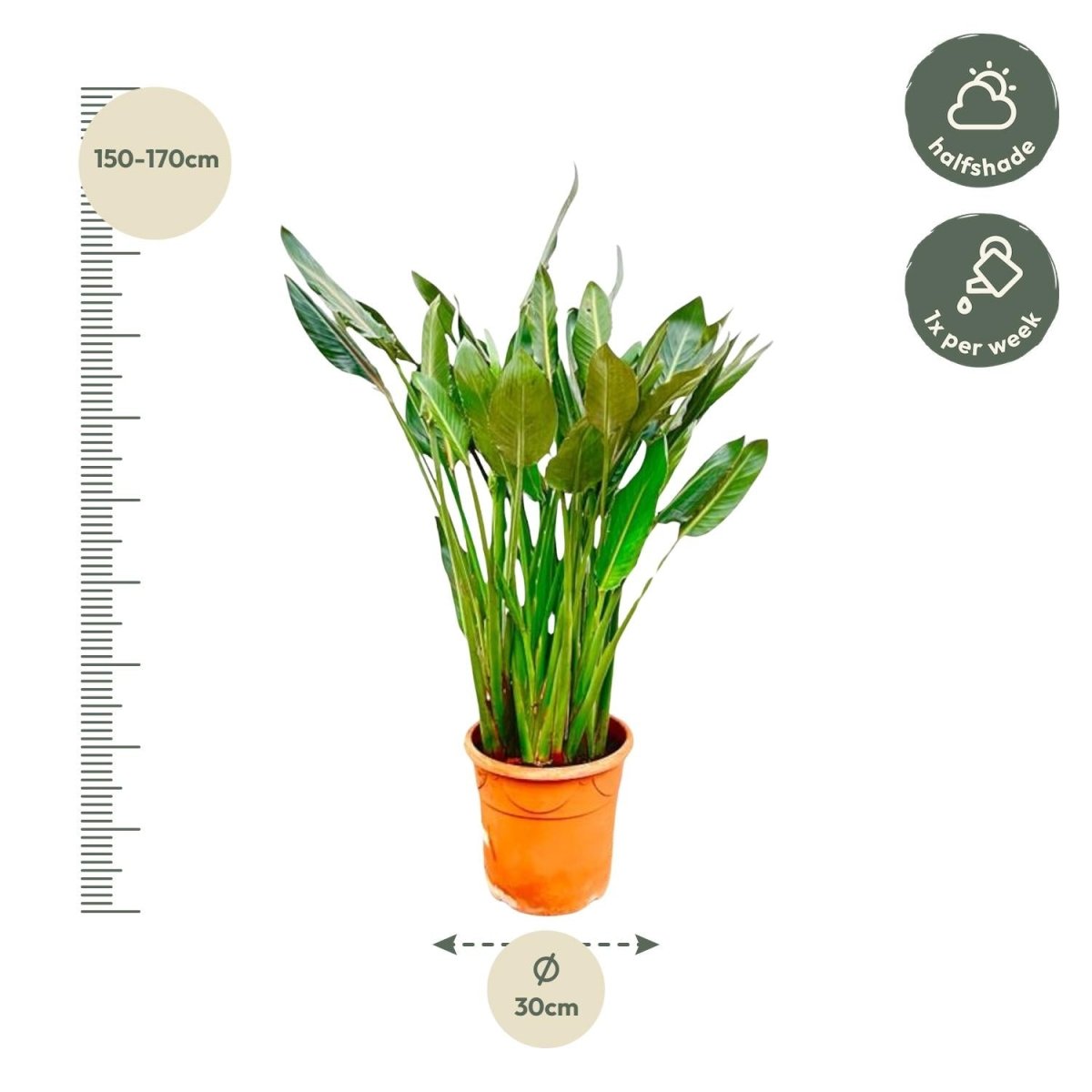 Strelitzia Reginae – Orange Paradiesvogel für Innen &amp; Garten - Wurzelwerk Design
