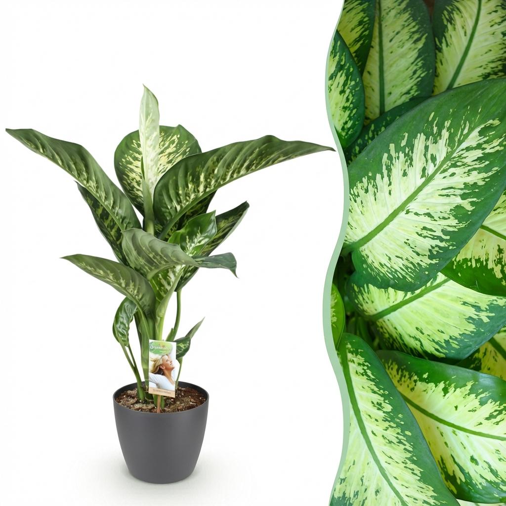 Diefenbachia Tropic Snow Pflanze mit grauer und weißer Topf, Höhe 90-100cm, von Everspring, grüne und weiße Blätter