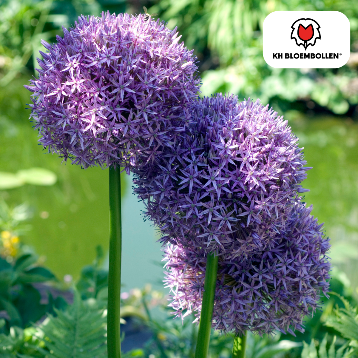 Allium Globemaster – 5 Stück | Riesiger Zierlauch in Violett - Wurzelwerk Design