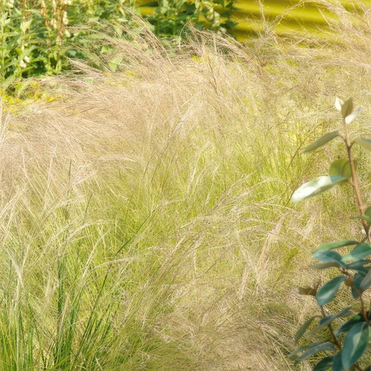 24x Stipa tenuissima ‘Ponytails’ – Mexikanisches Federgras für moderne &amp; naturnahe Beete – Höhe 10–25 cm – Ø 9 cm - Wurzelwerk Design