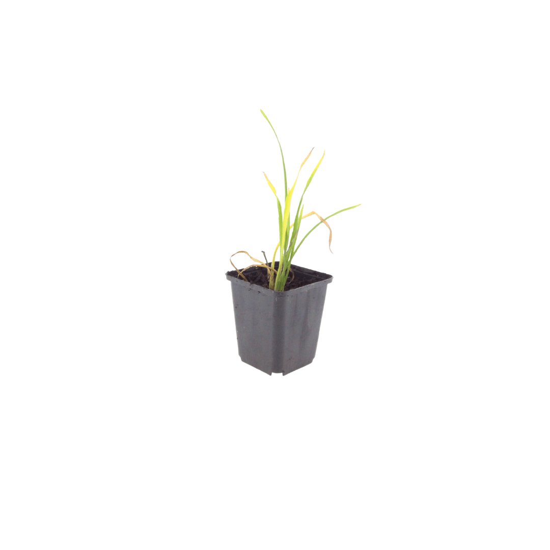 Sechs Hemerocallis &