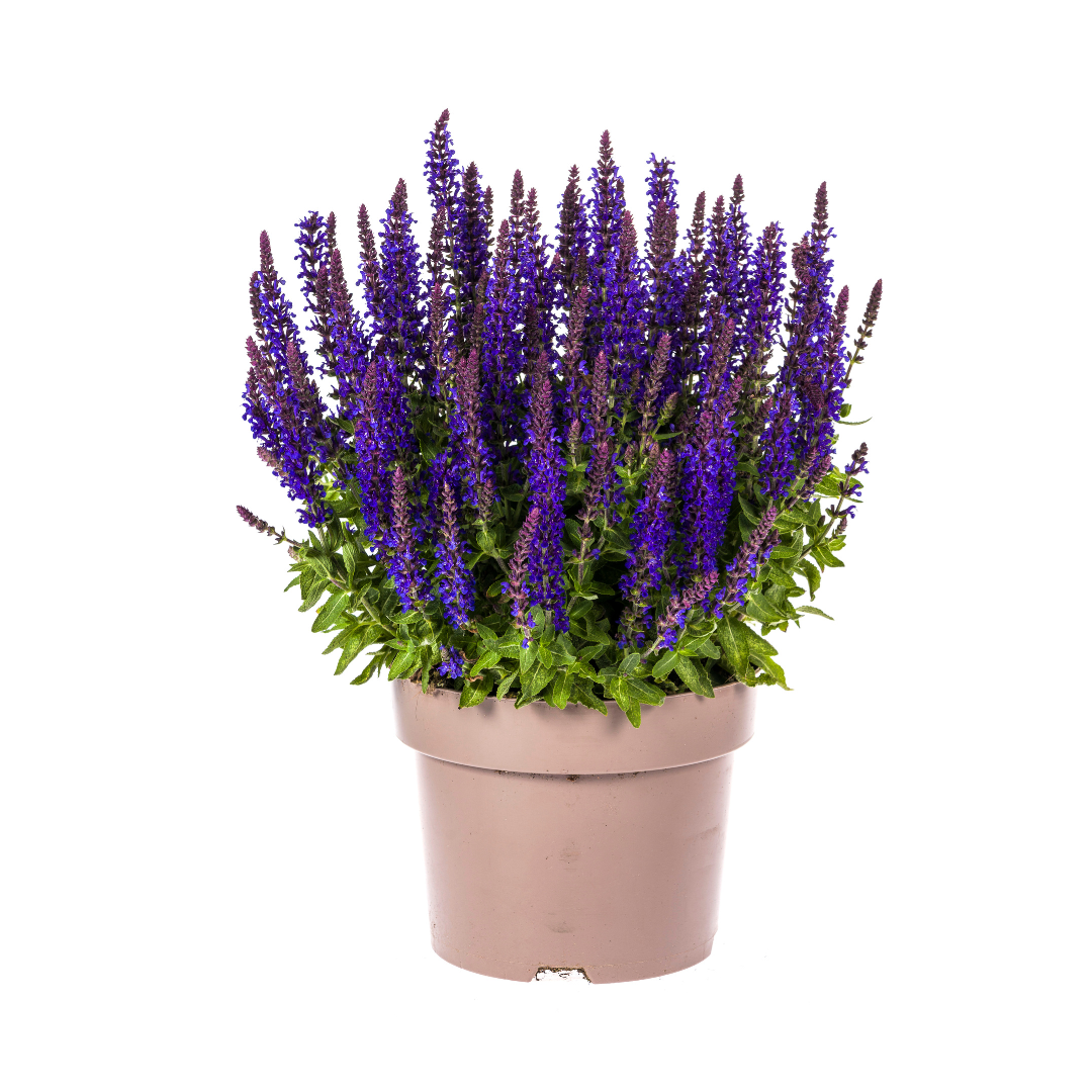 Steppen - Salbei Ø 19 cm - Höhe 50 - 60 cm - Wurzelwerk Design