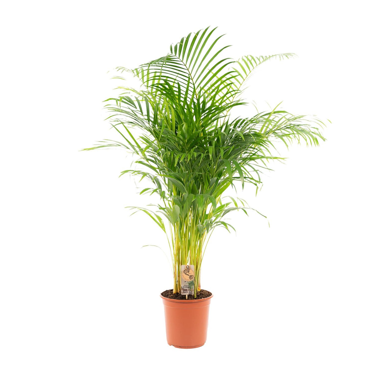 Areca-Palme in Topf, Everspring, ca. 130cm hoch, mit grünen Blättern, perfekt für Wohnzimmer oder Büro.