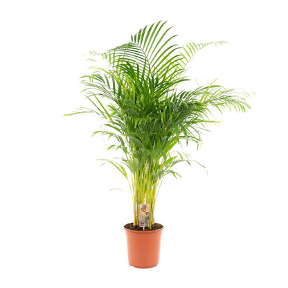 Areca-Palme in Topf, Everspring, ca. 130cm hoch, mit grünen Blättern, perfekt für Wohnzimmer oder Büro.