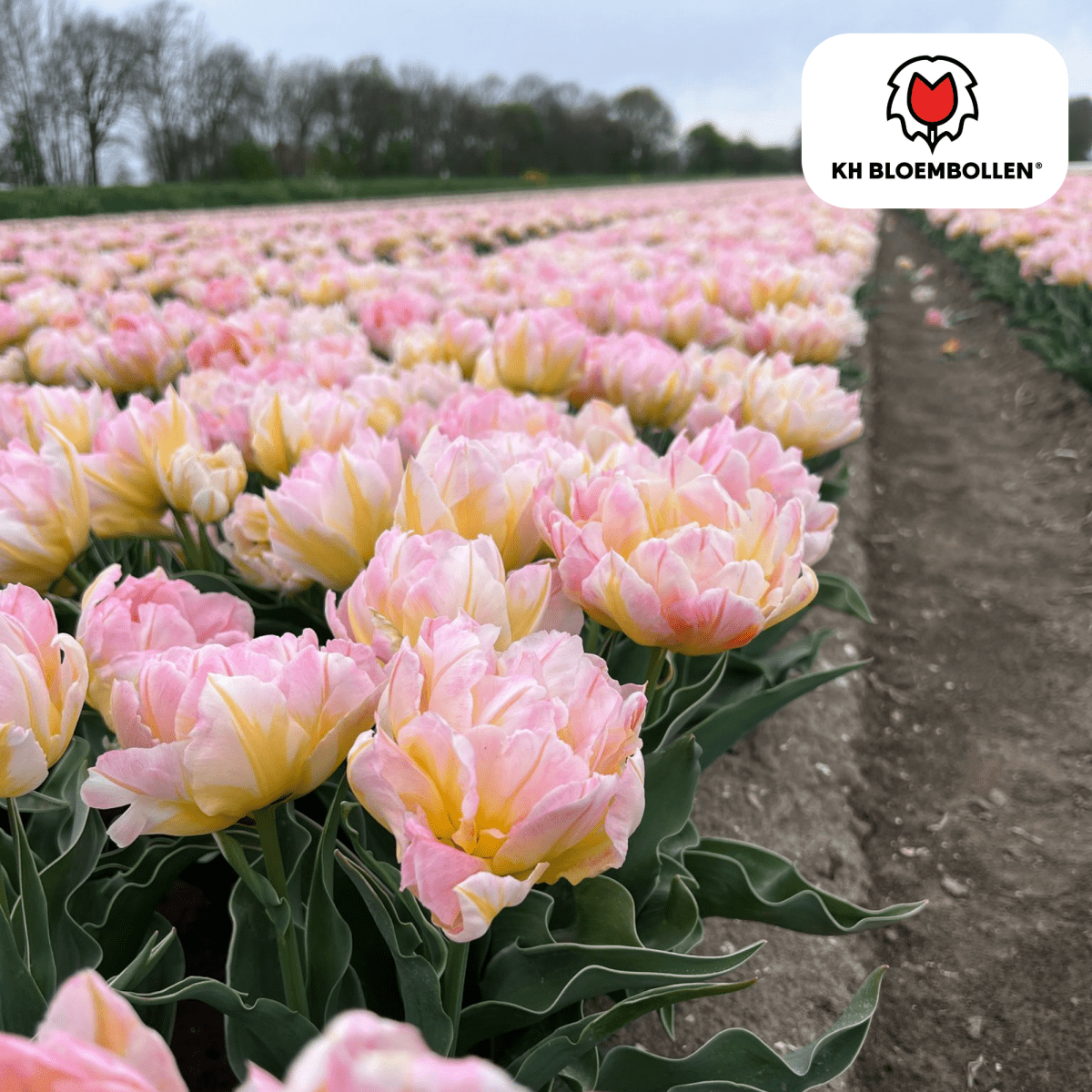 20 zarte rosa Tulpenzwiebeln von Everspring, frisch und bereit für die Pflanzung, perfekt für Blumenbeete und Balkon.