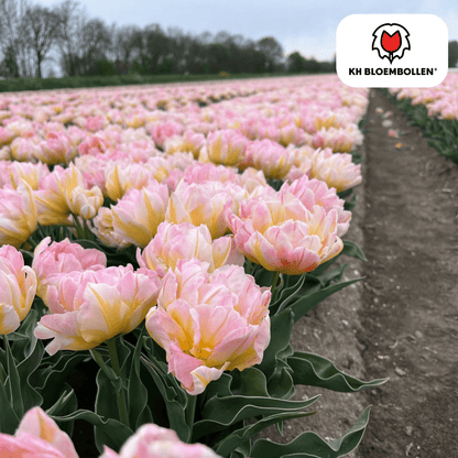 20 zarte rosa Tulpenzwiebeln von Everspring, frisch und bereit für die Pflanzung, perfekt für Blumenbeete und Balkon.