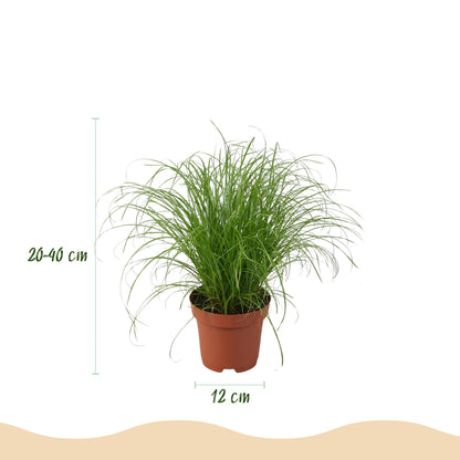 Vier haustierfreundliche Pflanzen im 12cm Topf, inklusive Chlorophytum, Cyperus, Phlebodium und Marantha, Höhe 25cm