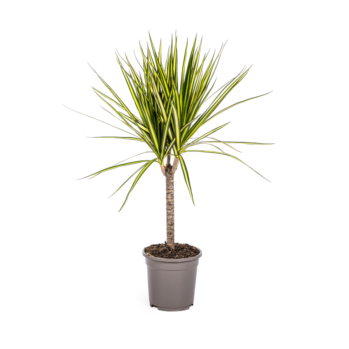 Dracaena Marginata Sunray Ø 17 cm - Höhe 60 - 80 cm - Wurzelwerk Design