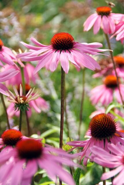 24x Echinacea purpurea ‘Magnus’ – Purpur - Sonnenhut für Staudenbeete &amp; Naturgärten – Höhe 10–25 cm – Ø 9 cm - Wurzelwerk Design