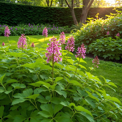 Blumenzwiebeln Corydalis Beth Evans | 20 Stück Weiß &amp; Lila – Zwiebelgröße 6/7 – XXL Pack - Wurzelwerk Design