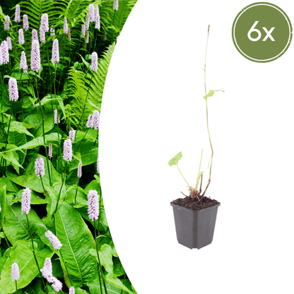 Sechs Persicaria &