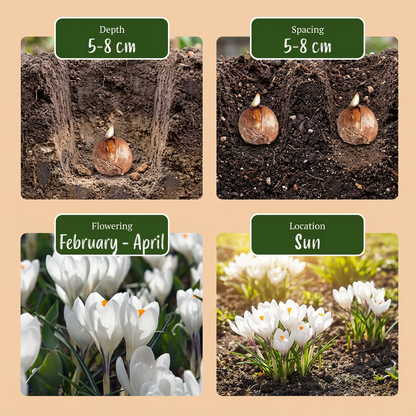 Krokus Weiß – Crocus online kaufen | 60 bis 240 Blumenzwiebeln, großblütig &amp; reinweiß – Wurzelwerk Design