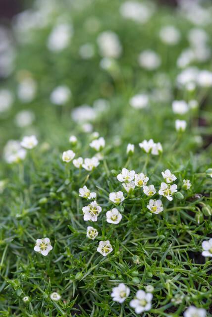 Sagina subulata – 24 Pflanzen Ø 9 cm Höhe 10–25 cm – Immergrüner, trittfester Moos - Bodendecker für sonnige &amp; halbschattige Lagen - Wurzelwerk Design