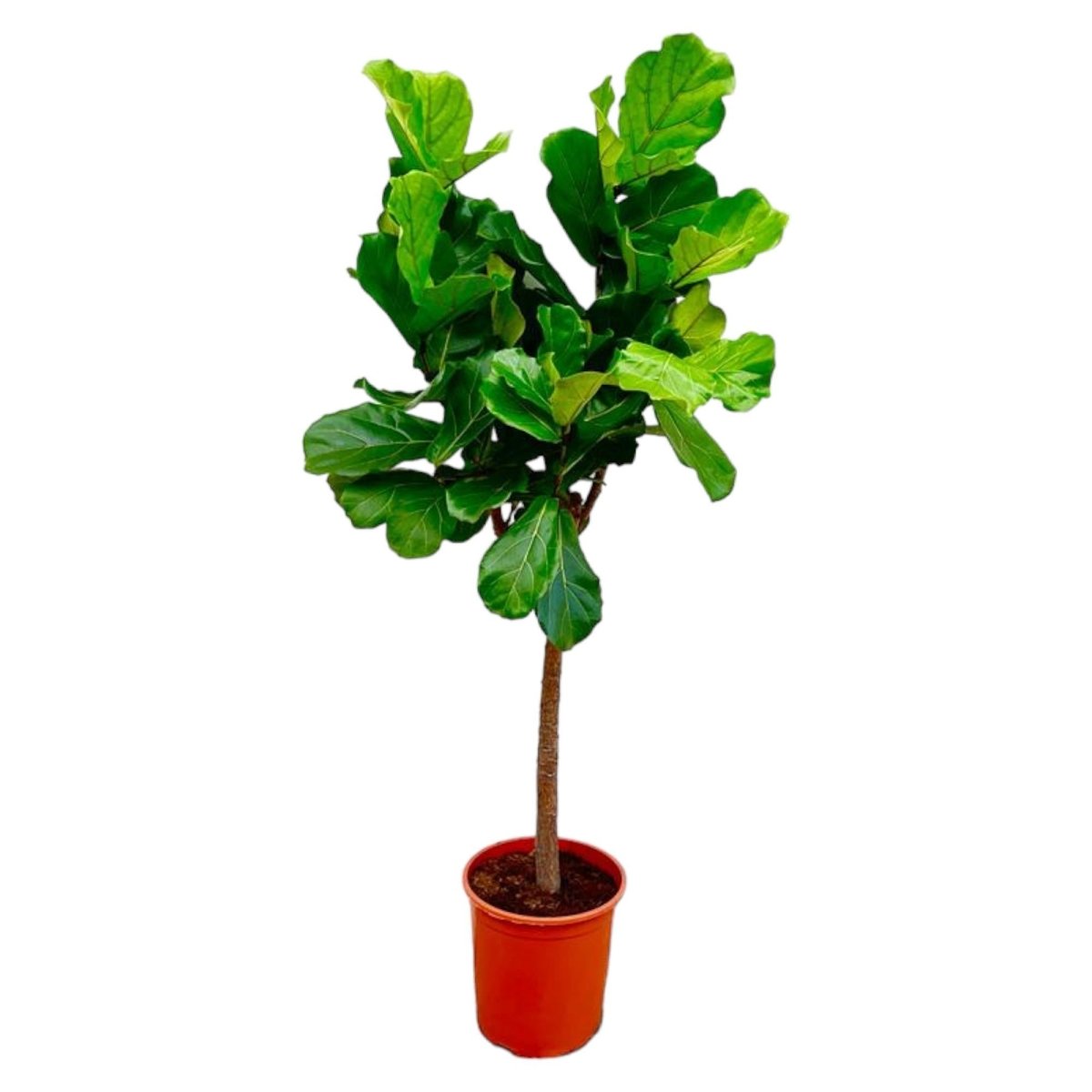 Ficus Lyrata kaufen – Geigenfeige 80–270 cm | auf Stamm - Wurzelwerk Design