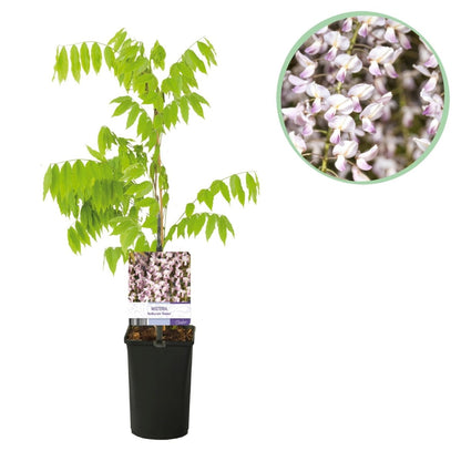 Blauregen Wisteria floribunda &