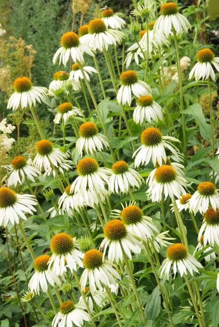 24x Echinacea p. ‘White Swan’ - Höhe 10 - 25 cm - Ø 9 cm - Wurzelwerk Design