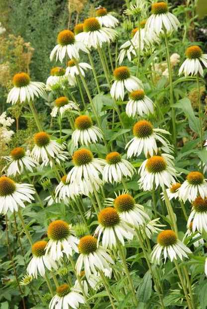 24x Echinacea p. ‘White Swan’ - Höhe 10 - 25 cm - Ø 9 cm - Wurzelwerk Design