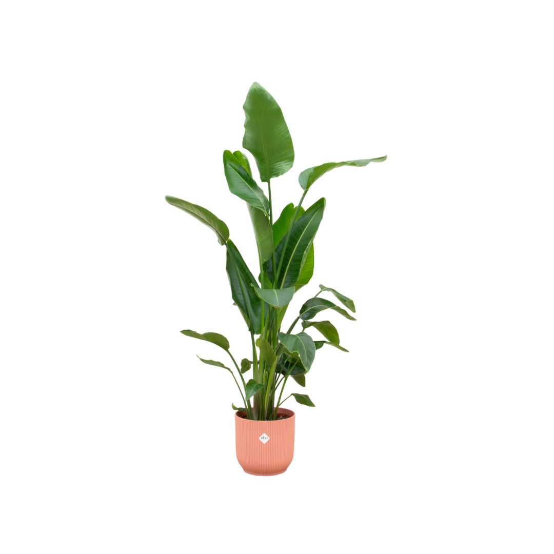 Everspring Strelitzia Nicolai Pflanze mit elho Vibes Fold Round Topf in Rosa, 30 cm Durchmesser, 160 cm hoch, Zimmerpflanze