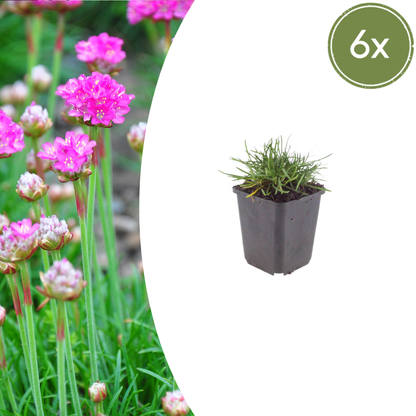 Sechs Everspring Armeria &