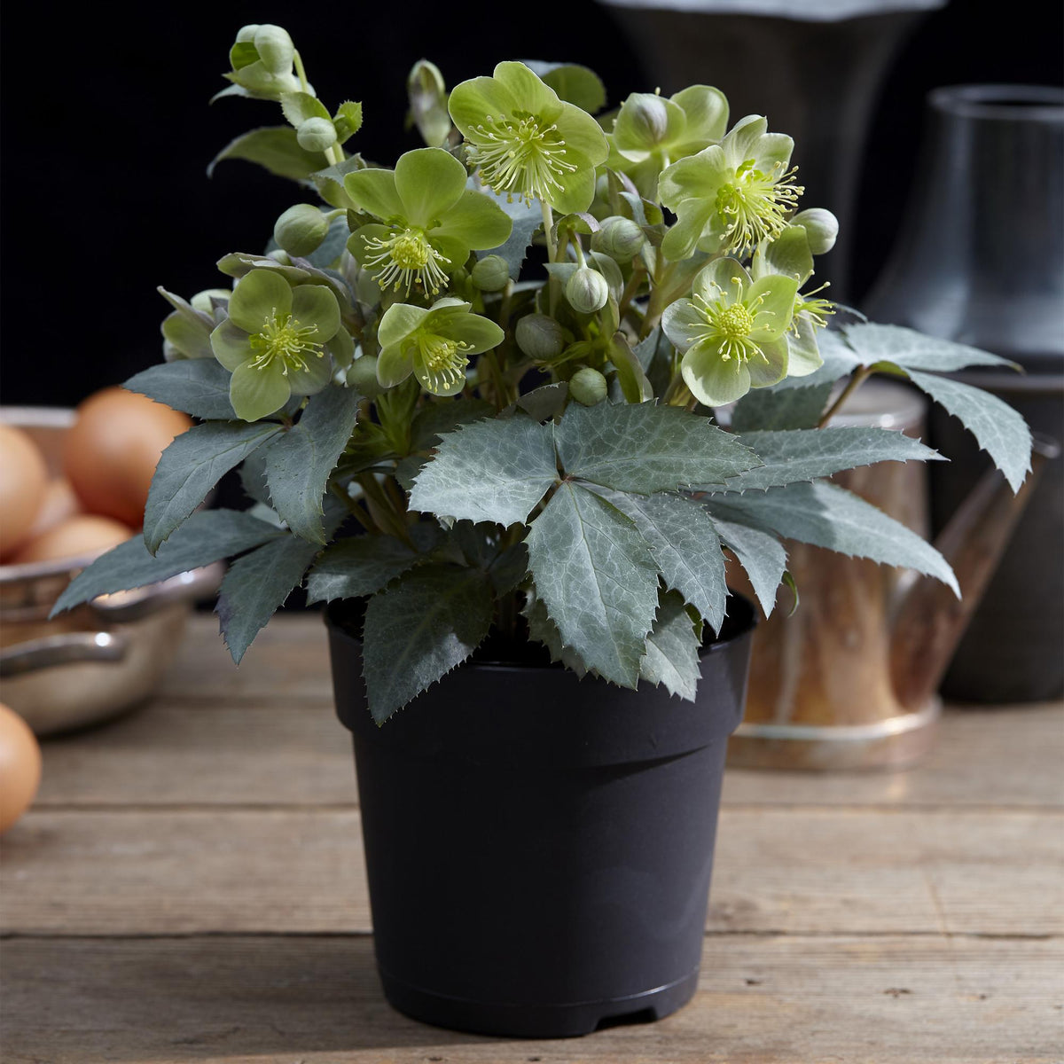 Helleborus &