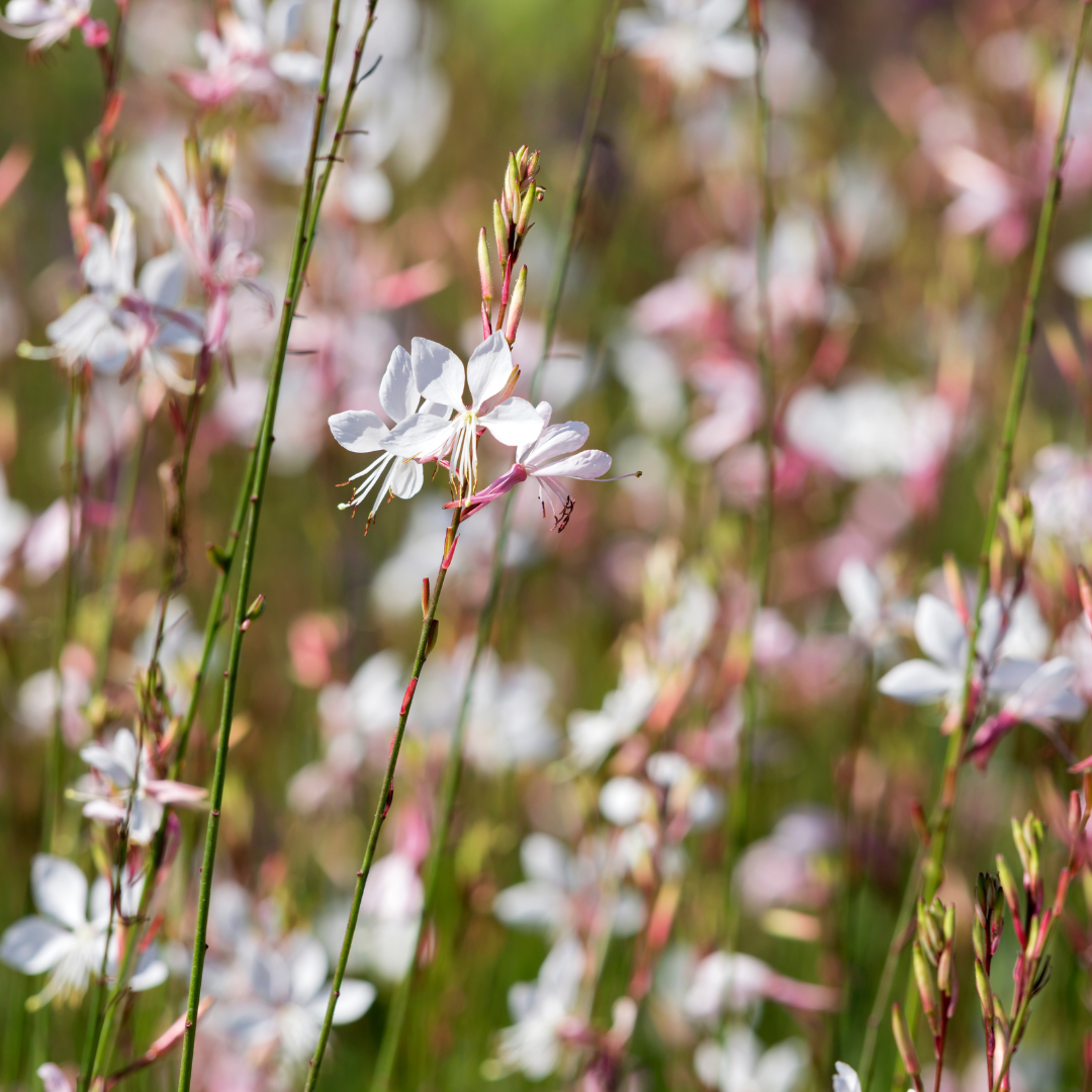 Sechs Gaura &