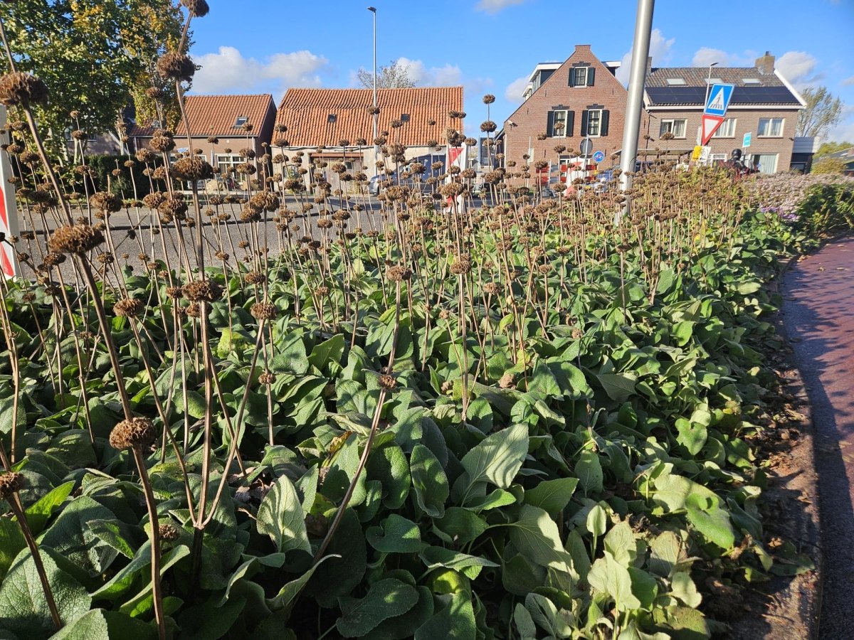 Phlomis russeliana – 24 Pflanzen Ø 9 cm Höhe 10–25 cm – Goldschopf - Brandkraut | Winterharte Staude für Sonne &amp; Halbschatten - Wurzelwerk Design