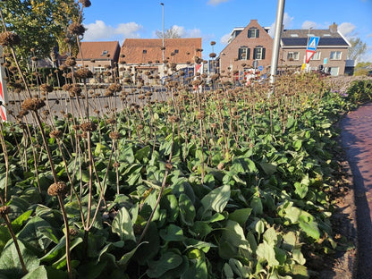 Phlomis russeliana – 24 Pflanzen Ø 9 cm Höhe 10–25 cm – Goldschopf - Brandkraut | Winterharte Staude für Sonne &amp; Halbschatten - Wurzelwerk Design