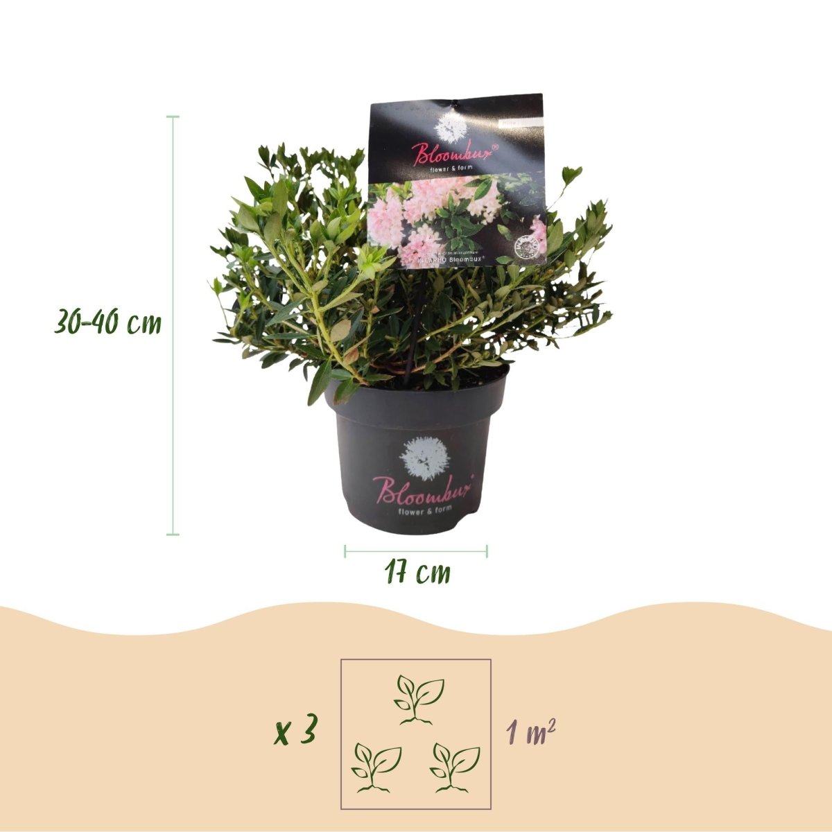 Rhododendron Bloombux Light Pink kaufen | Topf Ø 17 cm, Höhe 30–40 cm - Wurzelwerk Design