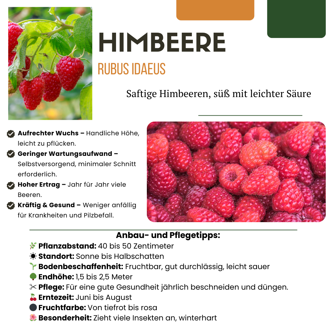Drei winterharte Bio-Himbeerpflanzen von Everspring, ertragsreich und ideal für den Garten, mit grünen Blättern und reifen Himbeeren.