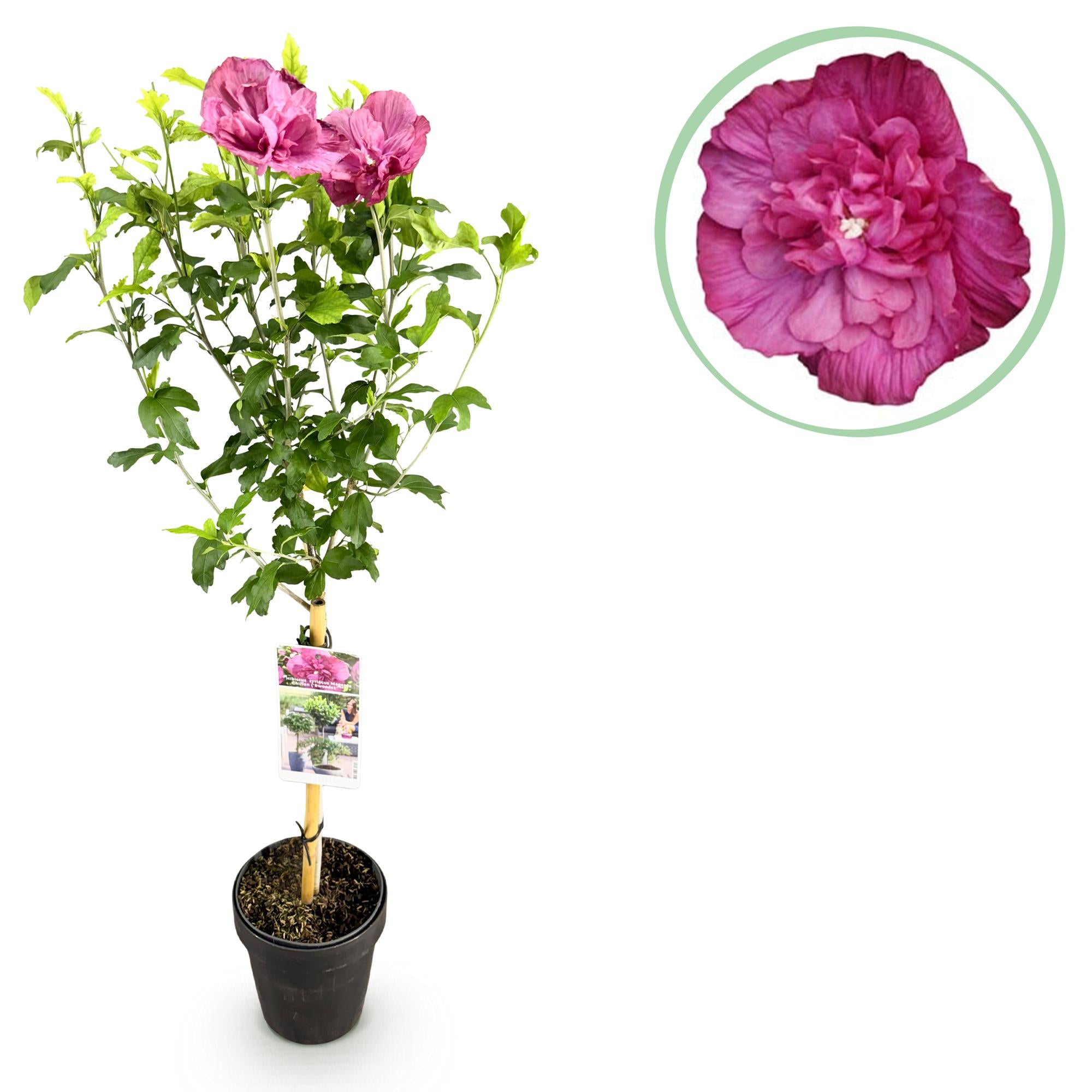 Magenta Hibiscus syriacus Chiffon® Pflanze in Topf, winterhart, rosa Blüten, laubabwerfend, Höhe 90cm, Terrassenpflanze von Everspring