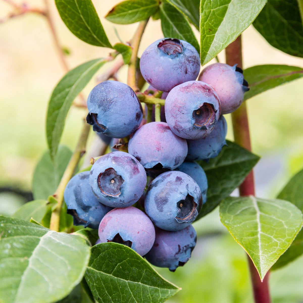 Zwei Everspring Heidelbeerpflanzen Vaccinium corymbosum &