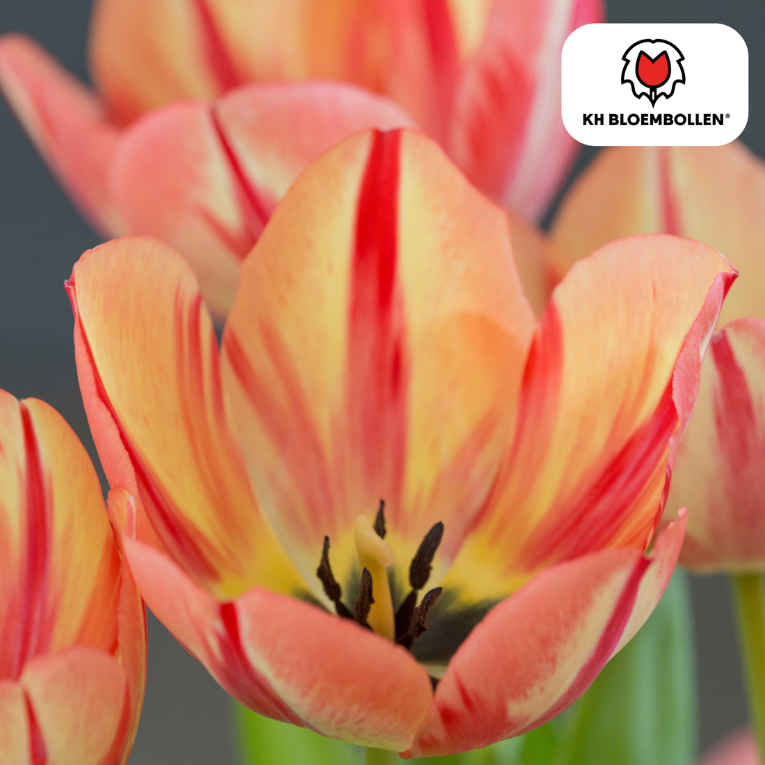 Frische Tulpenzwiebeln von Everspring im 20er-Pack, bunt und farbenfroh für den Frühling, sichtbar in der Verpackung.