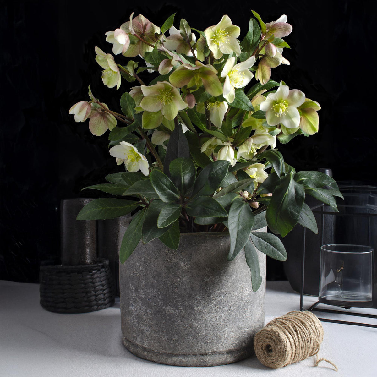 Helleborus &