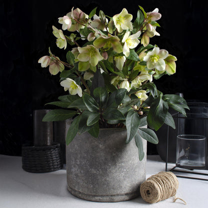 Helleborus &