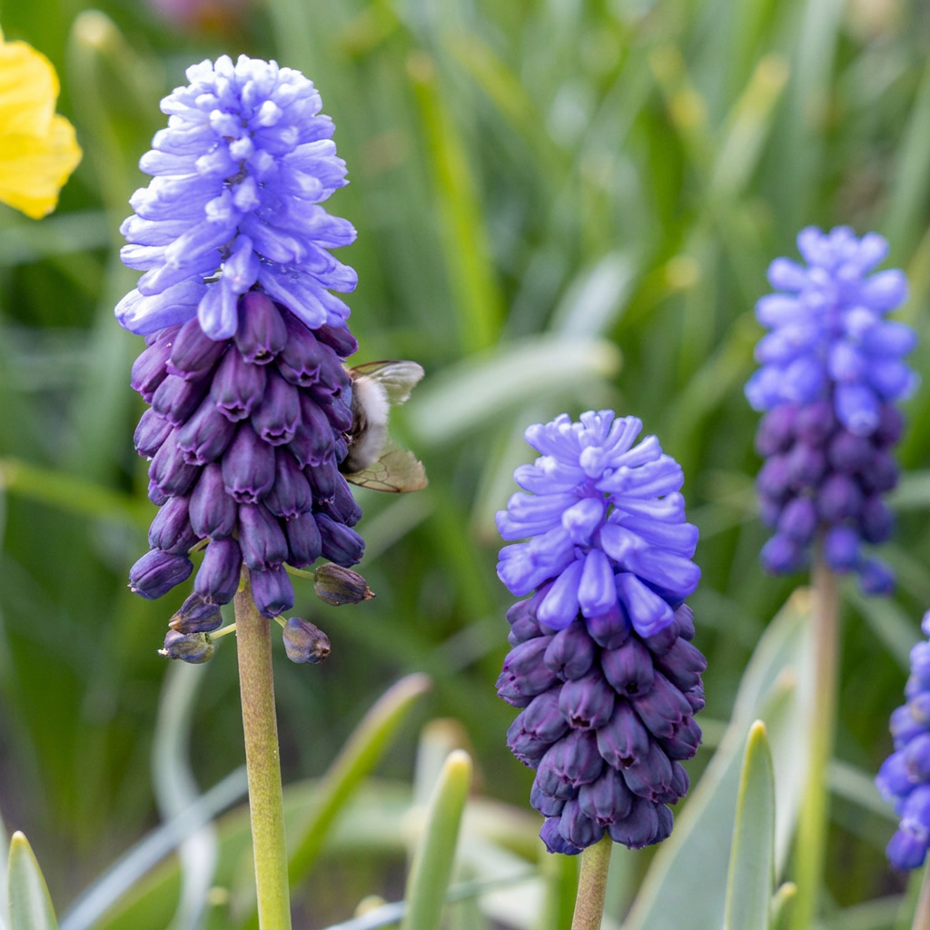 Breitblättrige Traubenhyazinthe – Muscari latifolium online kaufen | 50 bis 400 Blumenzwiebeln, zweifarbig blau – Wurzelwerk Design