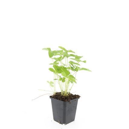 24x Fragaria vesca – Wald - Erdbeere für Garten &amp; Beet – Höhe 10–25 cm – Ø 9 cm Topf - Wurzelwerk Design