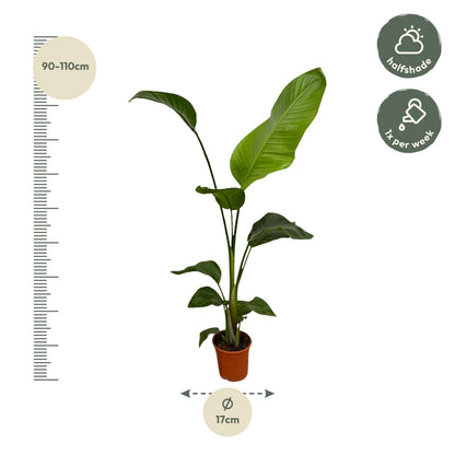 Zwei 100 cm hohe Strelitzia Nicolai Pflanzen von Everspring mit einem Durchmesser von 17 cm in Topf, grüne Blätter, dekorativ und lebendig.
