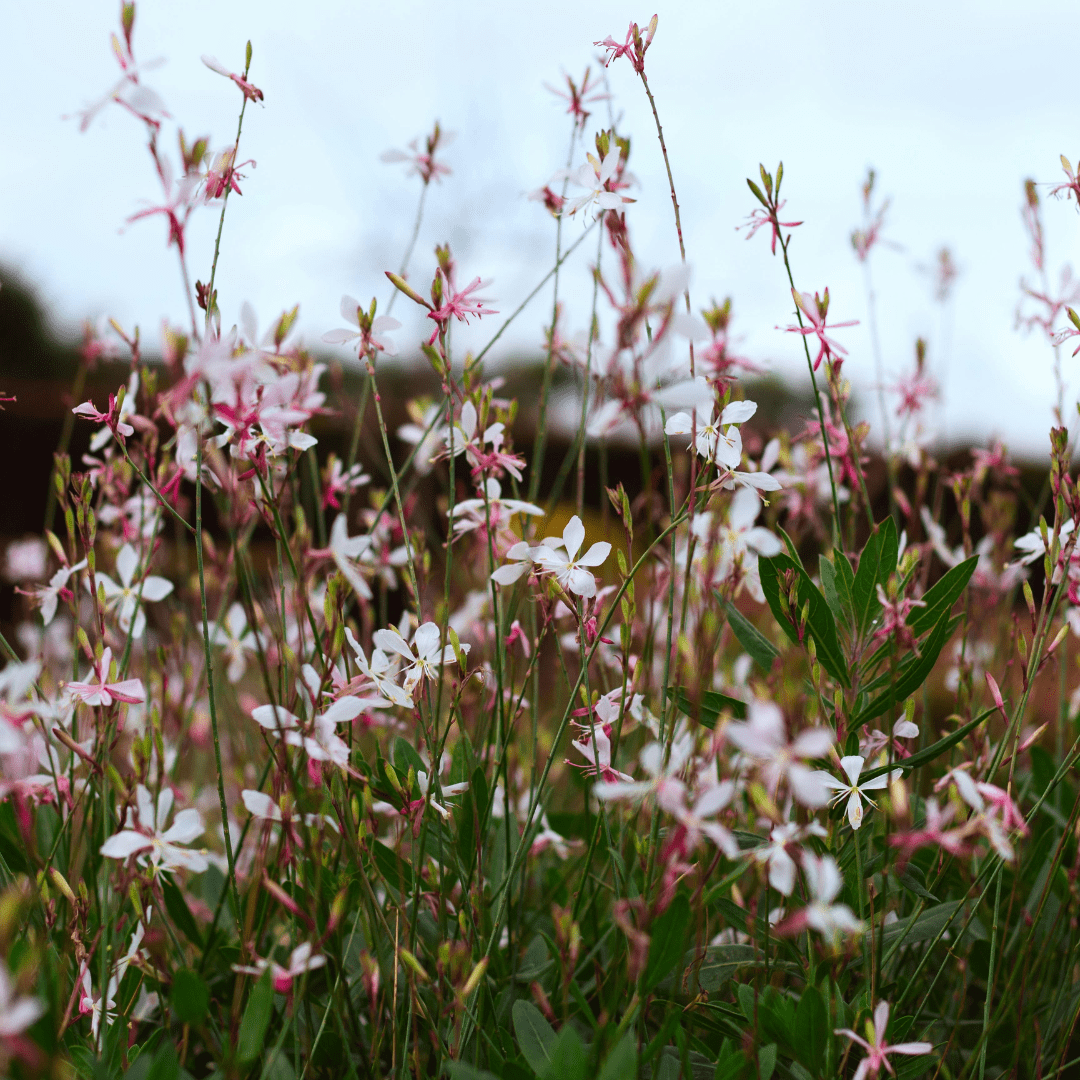 Sechs Everspring Gaura &
