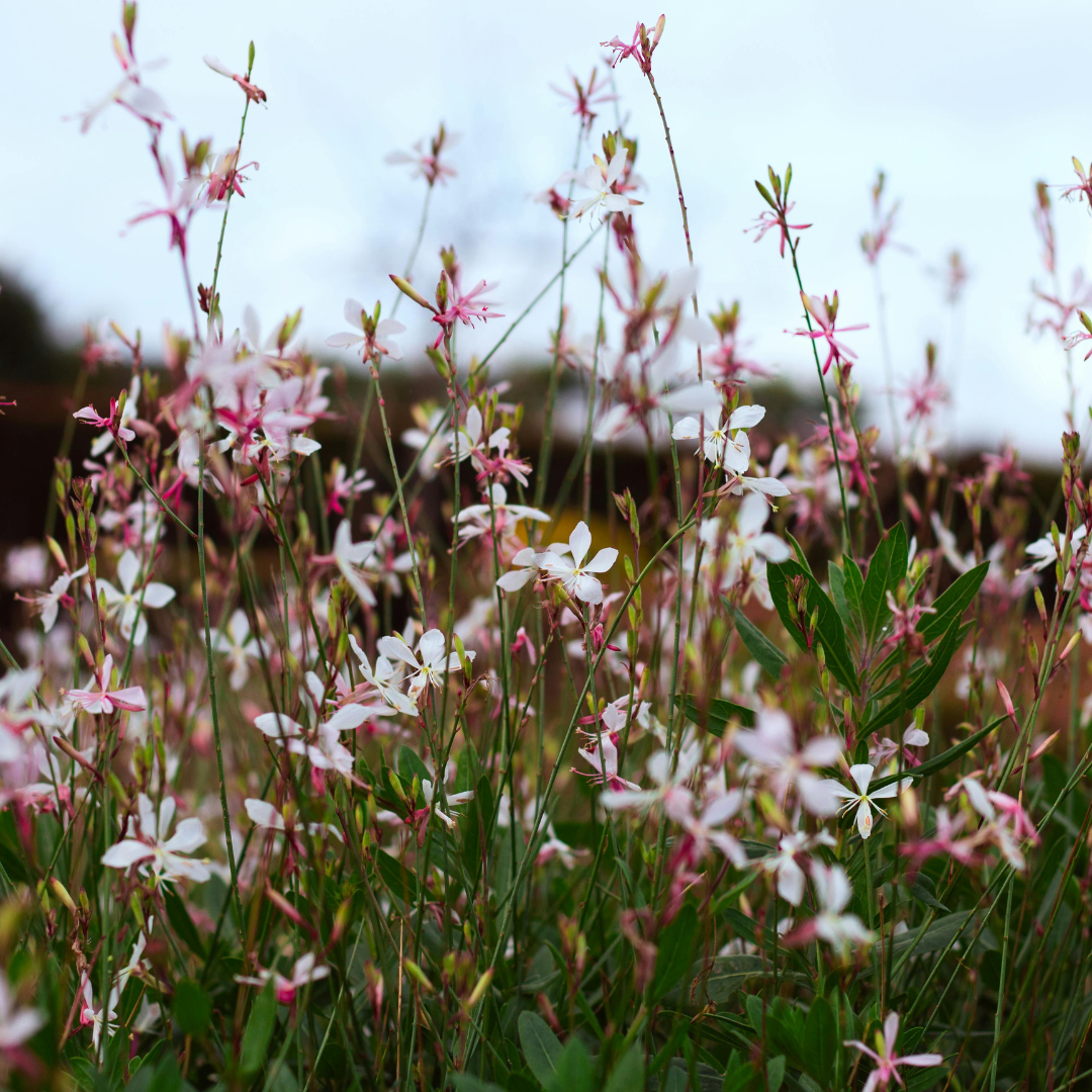 6x Gaura l. &