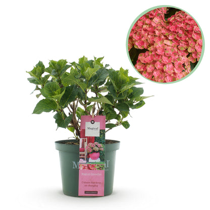 Hydrangea Magical Green Fire in rosa-grünen Blüten, Topf 23cm, Höhe 55cm, Everspring Pflanzenbild