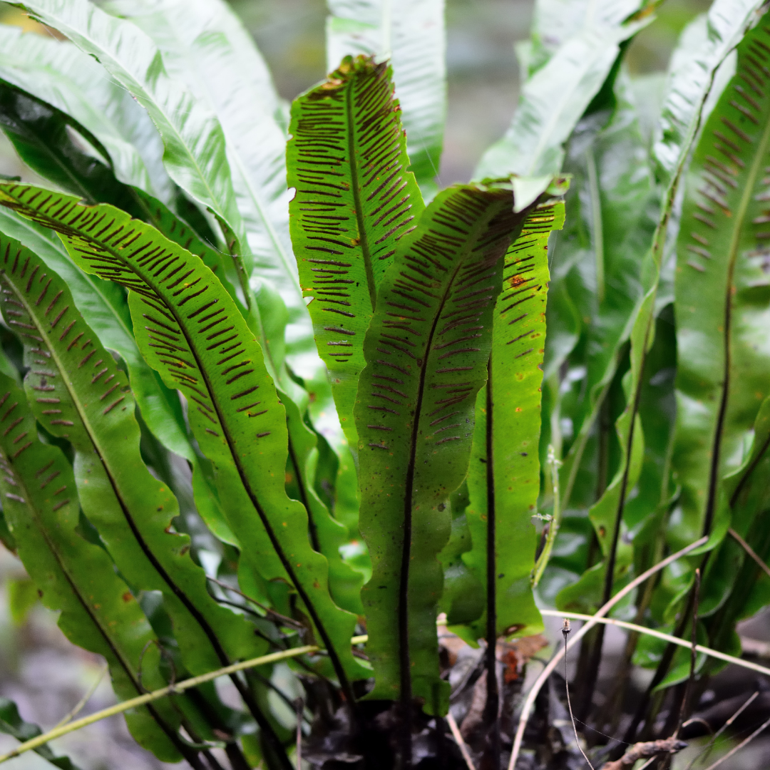 6er-Set Hirschzungenfarn (Asplenium scolopendrium) – Schatten-Farn mit glänzenden, zungenförmigen Wedeln