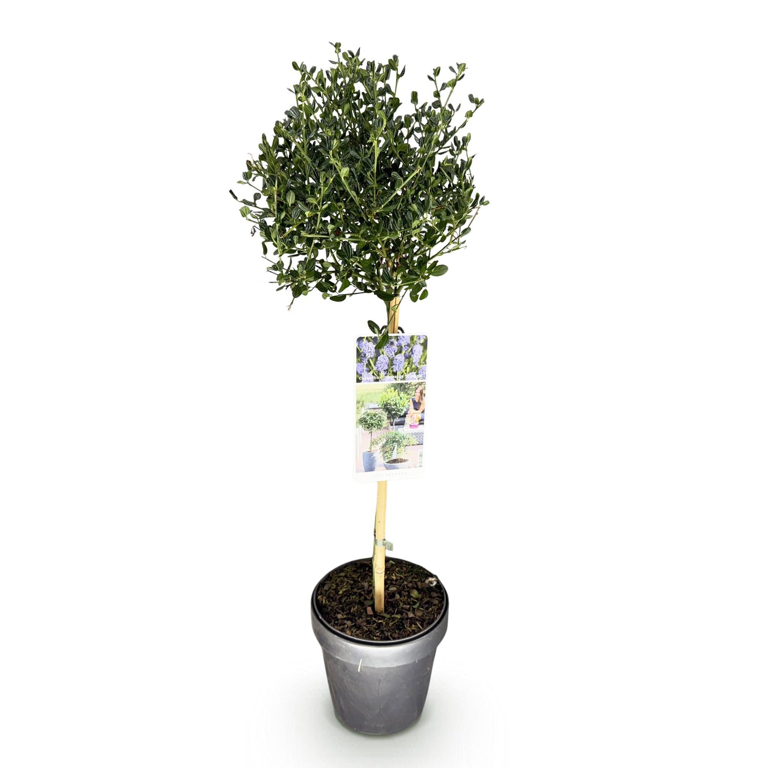 Säckelblume Victoria Stämmchen – Ceanothus impressus online kaufen | Blaue Blüte, Immergrün &amp; Bienenfreundlich – Wurzelwerk Design