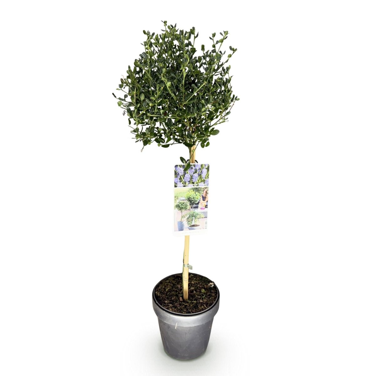Säckelblume Victoria Stämmchen – Ceanothus impressus online kaufen | Blaue Blüte, Immergrün &amp; Bienenfreundlich – Wurzelwerk Design - Wurzelwerk Design