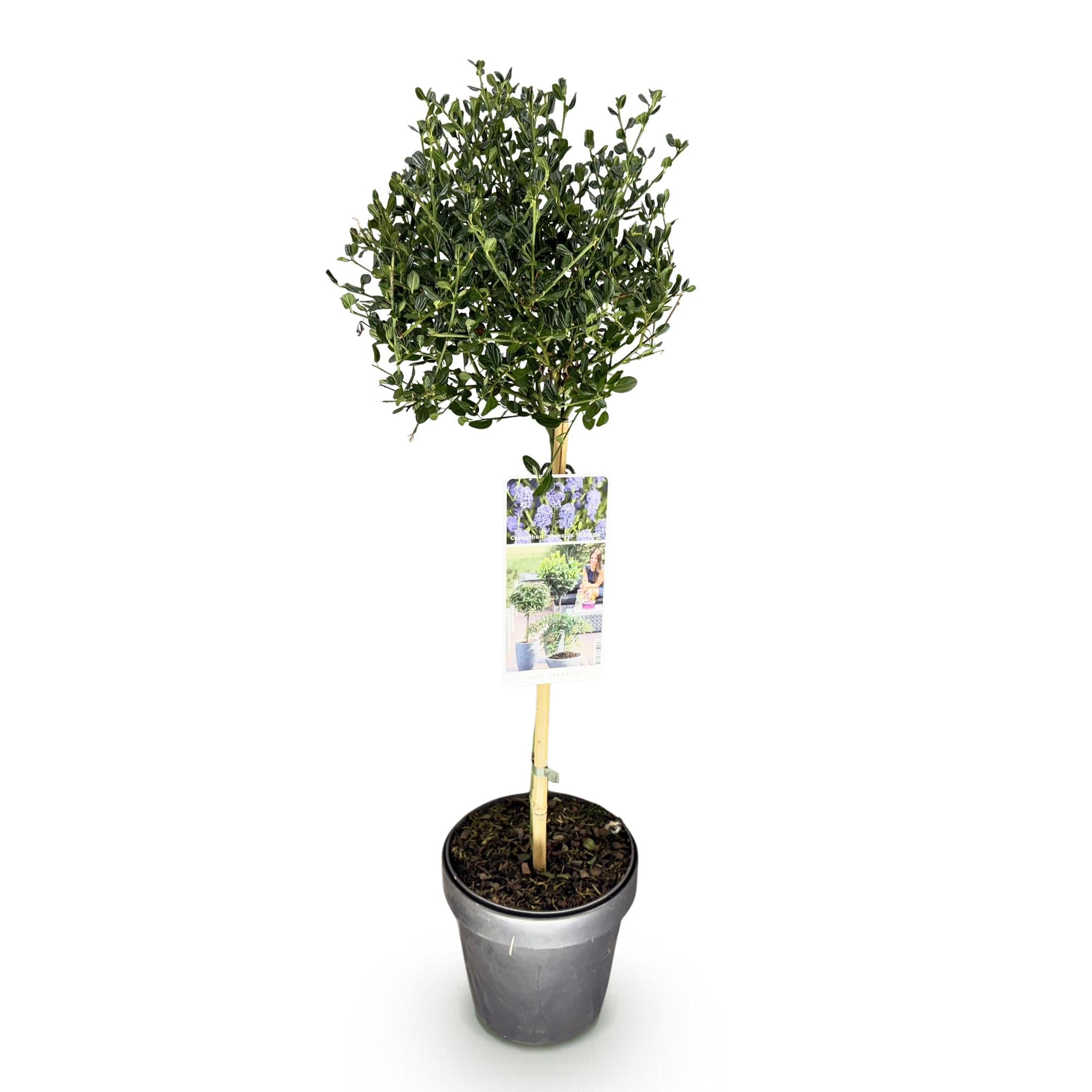 Säckelblume Victoria Stämmchen – Ceanothus impressus online kaufen | Blaue Blüte, Immergrün &amp; Bienenfreundlich – Wurzelwerk Design